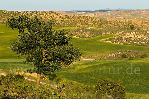 Spanien (Spain)