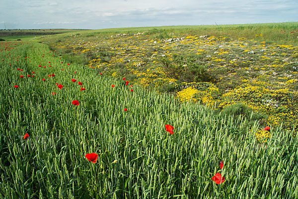 Spanien (Spain)