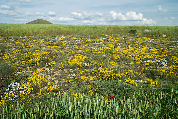 Spanien (Spain)