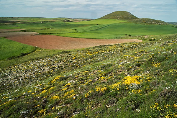 Spanien (Spain)