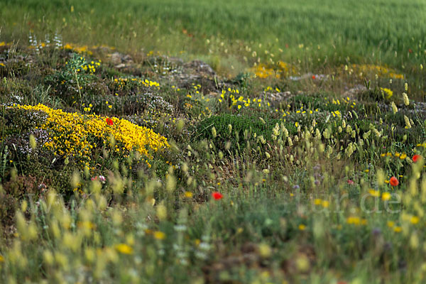 Spanien (Spain)