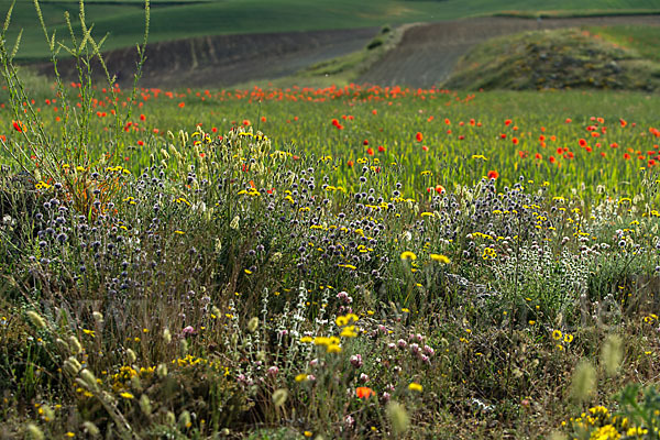 Spanien (Spain)