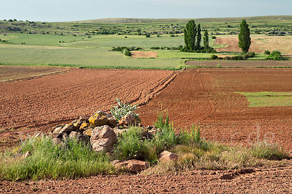 Spanien (Spain)