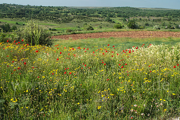 Spanien (Spain)