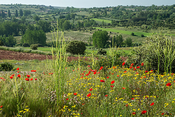 Spanien (Spain)