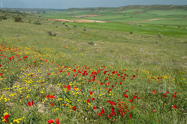 Spanien (Spain)