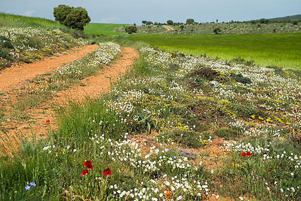 Spanien (Spain)