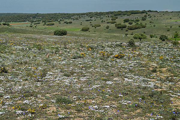 Spanien (Spain)