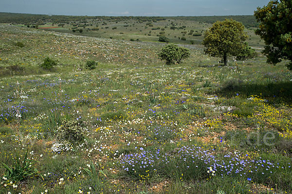 Spanien (Spain)