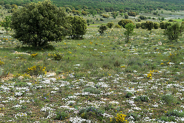 Spanien (Spain)