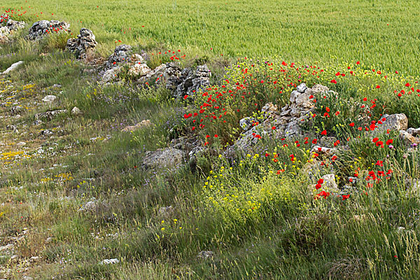 Spanien (Spain)