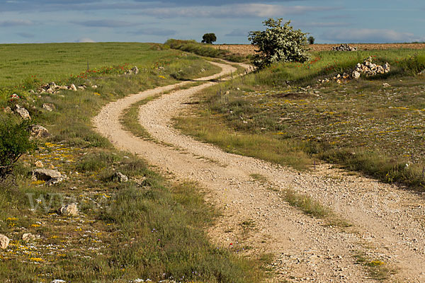 Spanien (Spain)