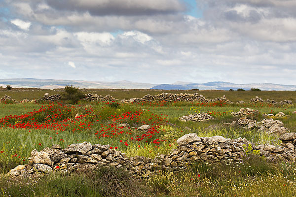 Spanien (Spain)