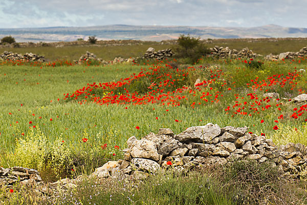 Spanien (Spain)