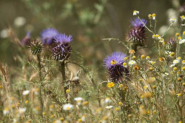 Spanische Artischocke (Cynara cardunculus)