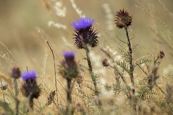 Spanische Artischocke (Cynara cardunculus)