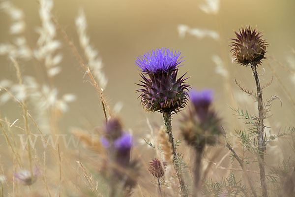 Spanische Artischocke (Cynara cardunculus)