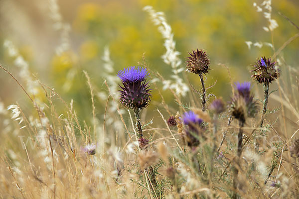 Spanische Artischocke (Cynara cardunculus)