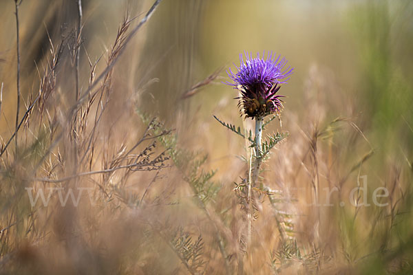 Spanische Artischocke (Cynara cardunculus)