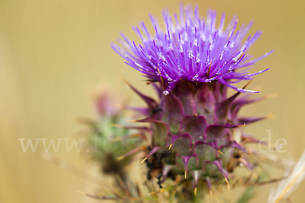 Spanische Artischocke (Cynara cardunculus)