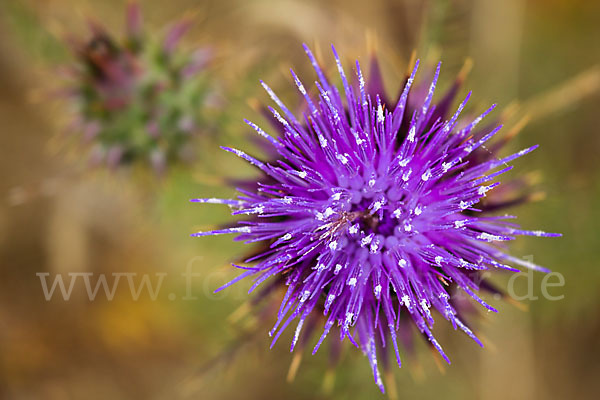 Spanische Artischocke (Cynara cardunculus)