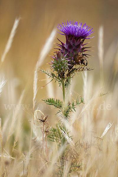 Spanische Artischocke (Cynara cardunculus)