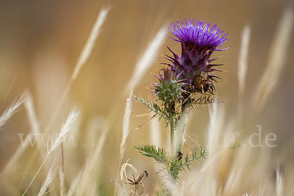 Spanische Artischocke (Cynara cardunculus)