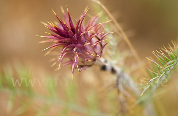 Spanische Artischocke (Cynara cardunculus)