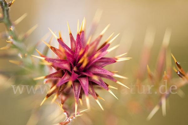 Spanische Artischocke (Cynara cardunculus)