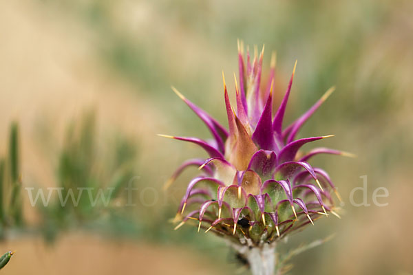 Spanische Artischocke (Cynara cardunculus)