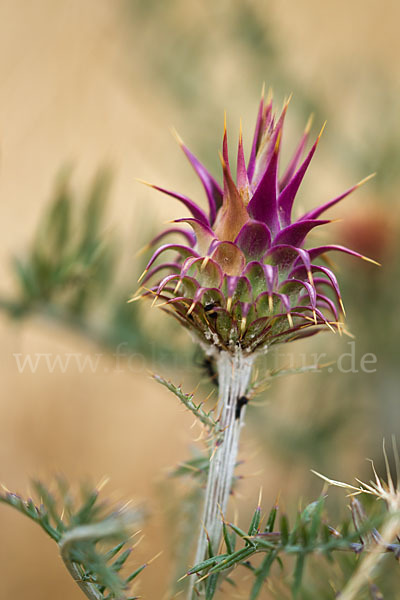 Spanische Artischocke (Cynara cardunculus)