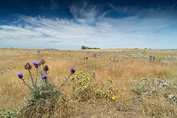 Spanische Artischocke (Cynara cardunculus)