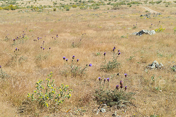 Spanische Artischocke (Cynara cardunculus)