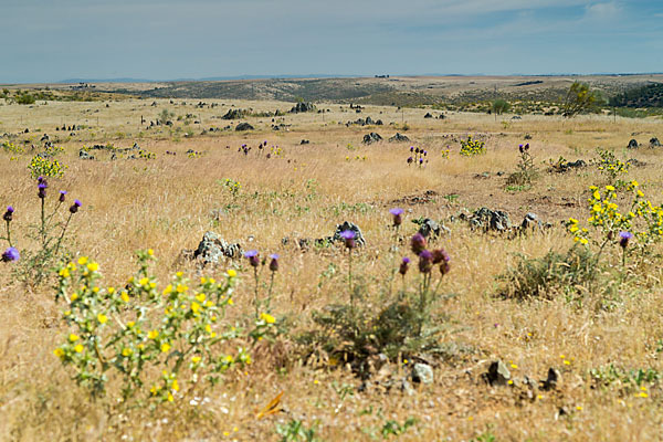 Spanische Artischocke (Cynara cardunculus)