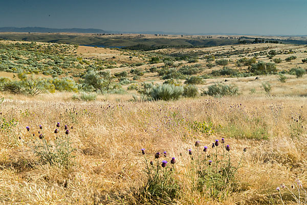 Spanische Artischocke (Cynara cardunculus)