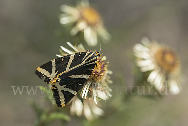 Spanische Flagge (Callimorpha quadripunctaria)