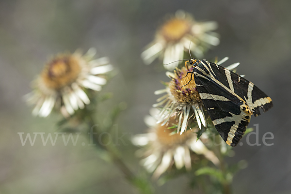 Spanische Flagge (Callimorpha quadripunctaria)