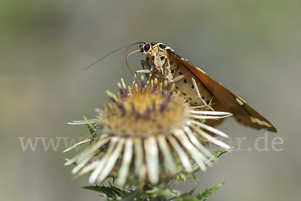 Spanische Flagge (Callimorpha quadripunctaria)