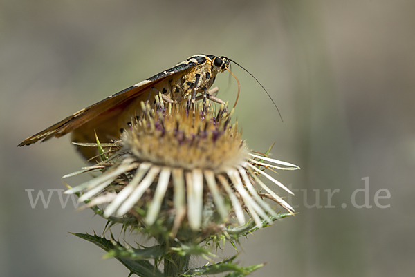 Spanische Flagge (Callimorpha quadripunctaria)