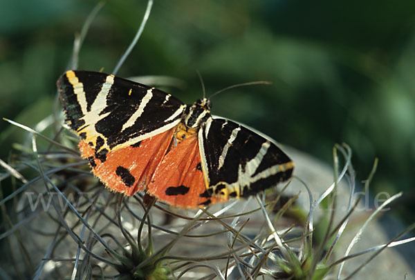 Spanische Flagge (Callimorpha quadripunctaria)