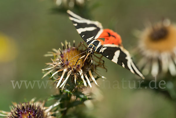 Spanische Flagge (Callimorpha quadripunctaria)