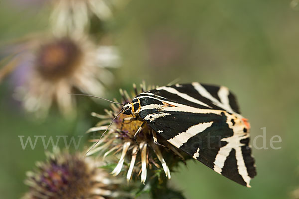 Spanische Flagge (Callimorpha quadripunctaria)