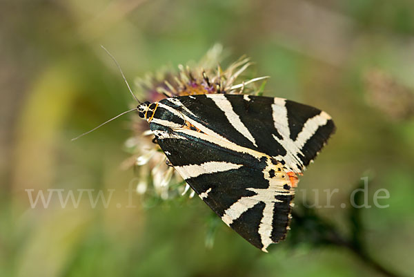 Spanische Flagge (Callimorpha quadripunctaria)