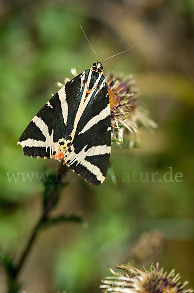 Spanische Flagge (Callimorpha quadripunctaria)