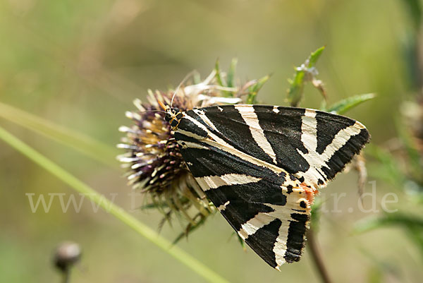 Spanische Flagge (Callimorpha quadripunctaria)