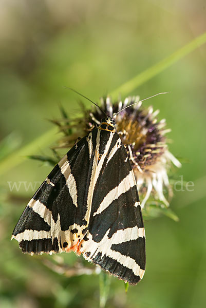 Spanische Flagge (Callimorpha quadripunctaria)