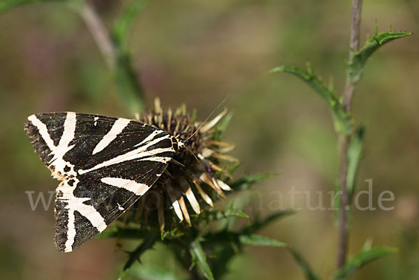 Spanische Flagge (Callimorpha quadripunctaria)