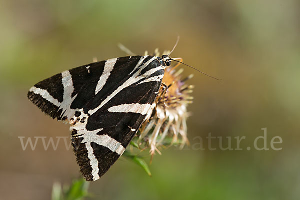 Spanische Flagge (Callimorpha quadripunctaria)