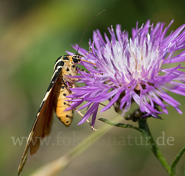 Spanische Flagge (Callimorpha quadripunctaria)