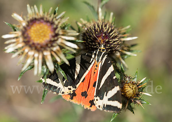 Spanische Flagge (Callimorpha quadripunctaria)